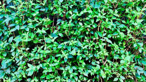 Una Siepe Cespugli Sfondo Verde Recinzione Jasmine Sfondo — Foto Stock