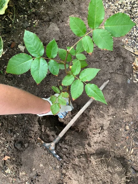 Petani Kebun Tangan Sarung Tangan Tanaman Mawar Bibit Berkebun — Stok Foto
