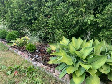 Bahçede çiçeklerle süslü bitkiler ve çiçeklerle çiçeklenmiş. Peyzaj.