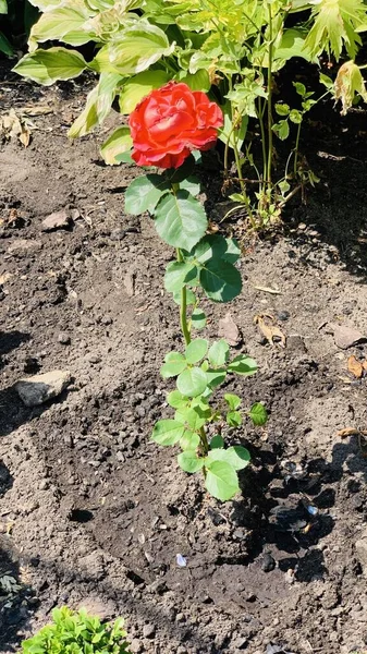 Piękna Czerwona Róża Rośnie Ogrodzie — Zdjęcie stockowe