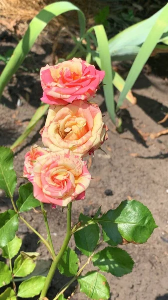 Садовый Куст Розовые Розы Клумбе — стоковое фото