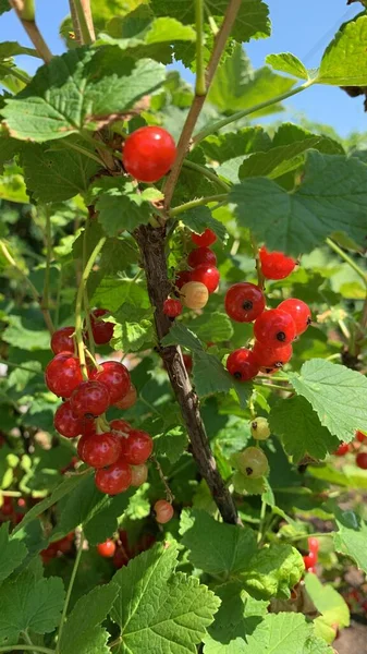 Ripe Red Currant Berries Hanging Bush Branch Close — Stock Photo, Image