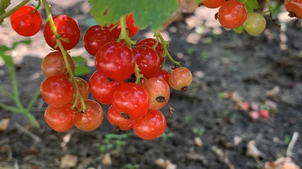 Des Baies Groseille Rouge Pendent Sur Une Branche Gros Plan — Photo