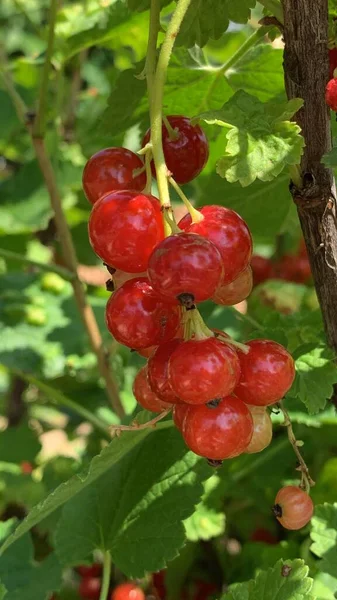 红醋栗浆果挂在树枝上 花园浆果 — 图库照片