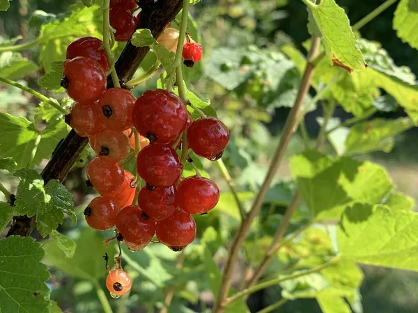 红醋栗浆果挂在树枝上 花园浆果 — 图库照片