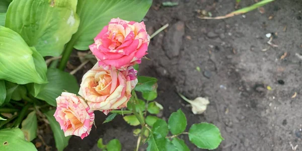 Garten Busch Rosa Rosen Einem Blumenbeet — Stockfoto