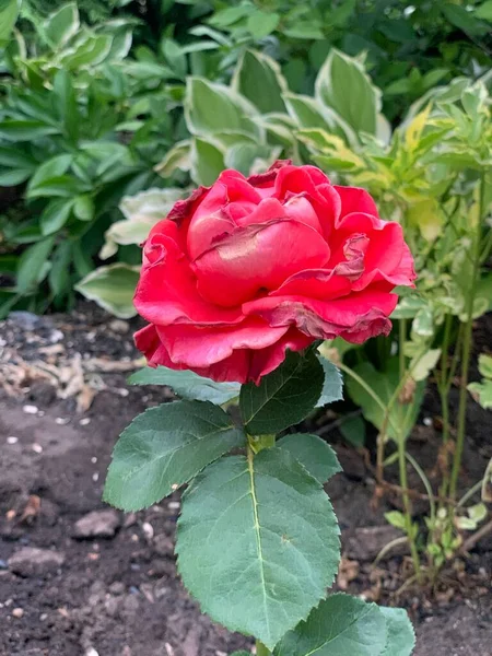 Eine Schöne Rote Rose Wächst Garten — Stockfoto