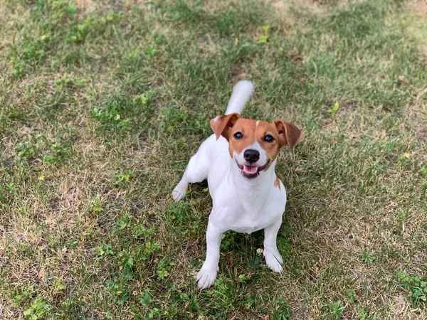 Jack Russell Terrier Pies Siedzi Trawie — Zdjęcie stockowe