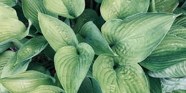 Fondo Grandes Hojas Verdes Con Gotitas Agua Primer Plano Imagen — Foto de Stock