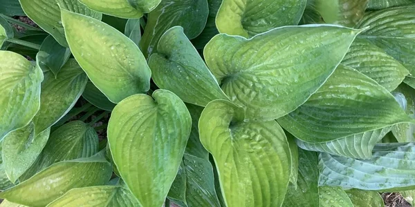 Achtergrond Van Groene Bladeren Een Close Achterfoto Voor Het Schrijven — Stockfoto