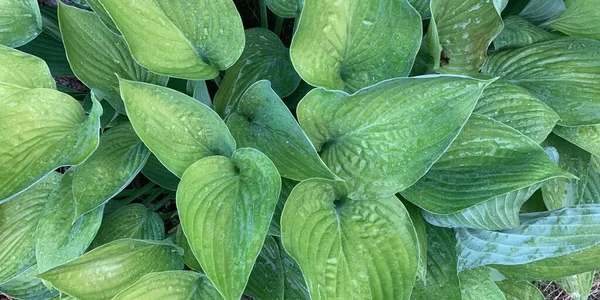 Fondo Grandes Hojas Verdes Con Gotitas Agua Primer Plano Imagen —  Fotos de Stock