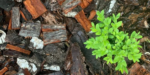 Fondo Pequeñas Hojas Verdes Textura Corteza Árbol — Foto de Stock