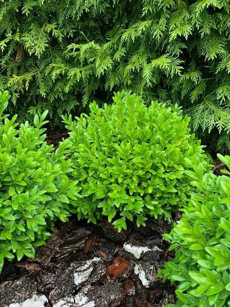 Arbuste Buis Ornemental Dans Jardin — Photo