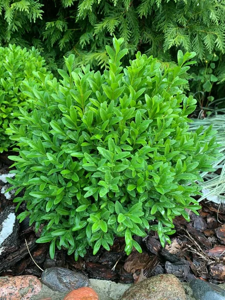 Decoratieve Buxus Struik Tuin — Stockfoto