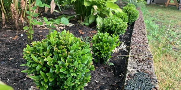 Parterre Fleurs Avec Des Buissons Ornementaux Buis Dans Jardin Aménagement — Photo