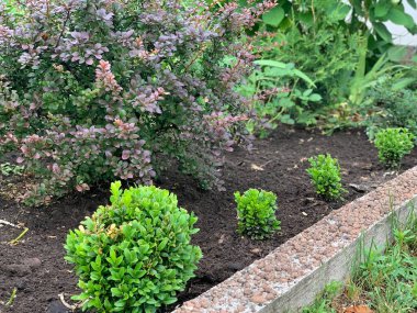 Bitkilerle çevrili. Boxwood, her zaman yeşil bir yaprak döken bitki. Boxwood süslemeli bir çalı..