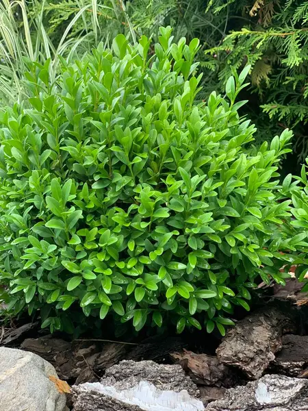 Trawnik Roślinami Boxwood Wiecznie Zielona Roślina Liściasta Boxwood Jest Krzewem — Zdjęcie stockowe