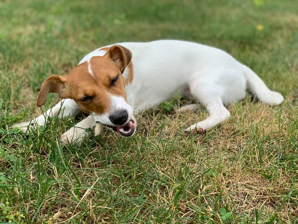 Kutya Jack Russell Terrier Közelkép — Stock Fotó