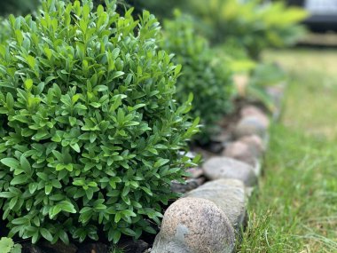 Boxwood çalıları olan güzel bir çiçek tarhı. Arka plan bulanık. Metnin için yer.