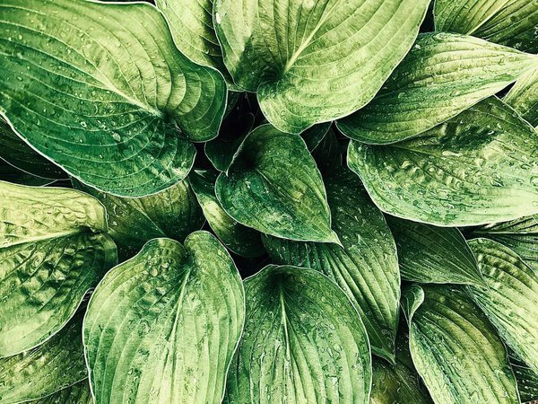 Beautiful background of large green leaves with water droplets.