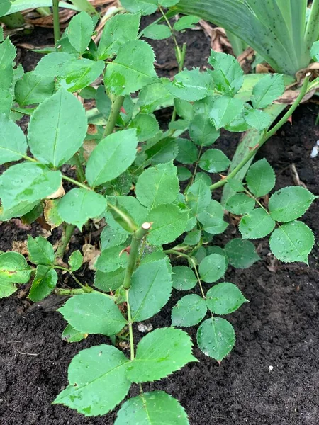 Jardin Rose Buisson Dans Sol Rosier Est Planté Dans Jardin — Photo