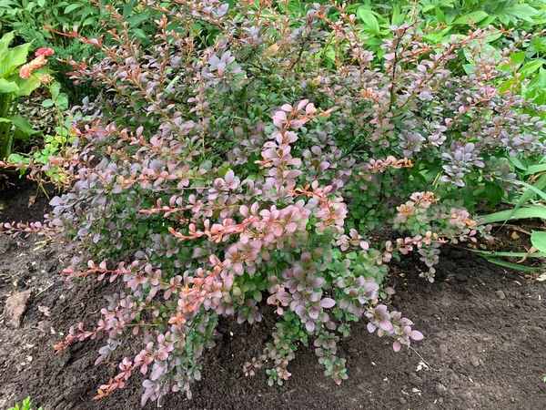 Arbusto Bérberis Cresce Jardim Arbusto Ornamental Paisagismo — Fotografia de Stock