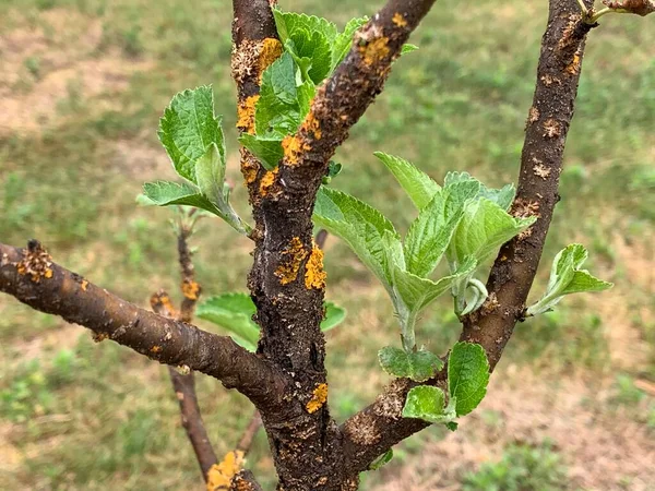 Maladie Écorce Traitement Arbre Malade Dommages Tronc Arbre Glisser Sur — Photo