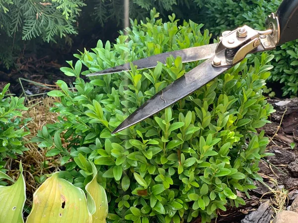 Memangkas Kayu Boxwoods Dengan Pemangkas Tanaman Bekerja Kebun Berkebun — Stok Foto