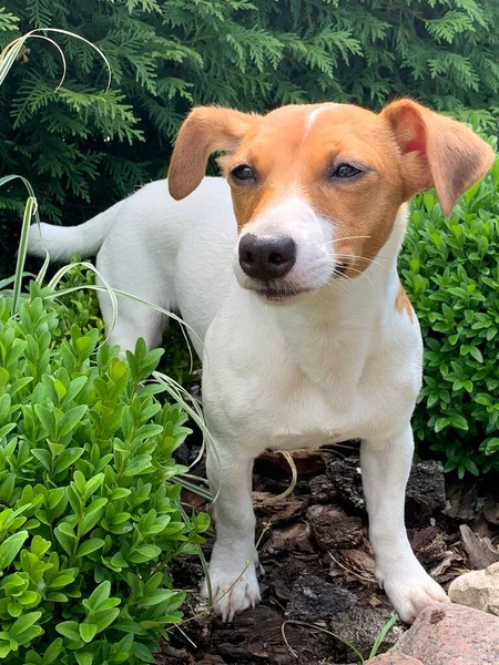 Dog Jack Russell Terrier Close — Fotografia de Stock