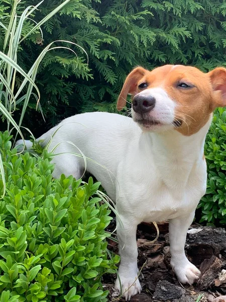 Dog Jack Russell Terrier Close — Fotografia de Stock