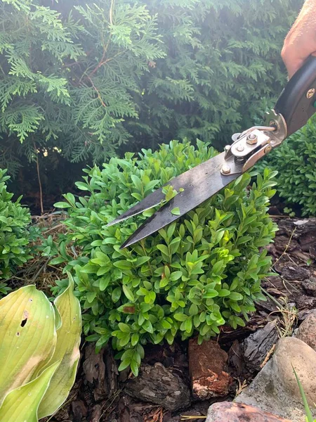 Memangkas Kayu Boxwoods Dengan Pemangkas Tanaman Bekerja Kebun Berkebun — Stok Foto