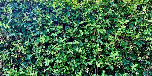 Jasmin Fond Avec Des Feuilles Vertes Comme Une Clôture — Photo