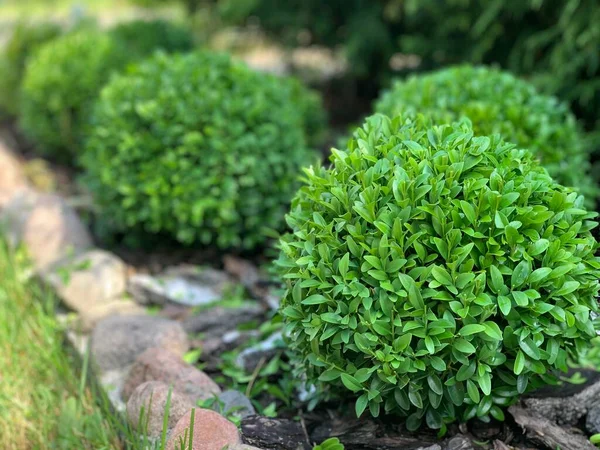 Park Krzakami Kamieniami Projektowanie Krajobrazu Piękne Kwietnik Krzakami Boxwood Zamazane — Zdjęcie stockowe