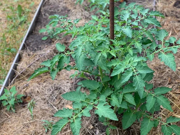 Cultiver Des Tomates Les Semis Tomates Poussent Dans Sol Jardinage — Photo