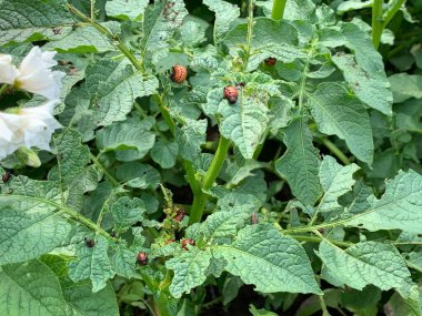 Patates yapraklı Colorado patates böceği, genç patatesler. Köydeki sebze bahçesinde patates var. Çiftlik.