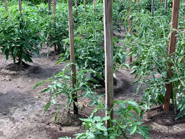 Frische Tomatensträucher Garten — Stockfoto