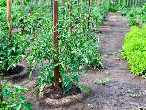 토마토 덤불은 텃밭에서 자란다 정원에서 토마토를 기르고 있습니다 토마토 덤불들이 — 스톡 사진