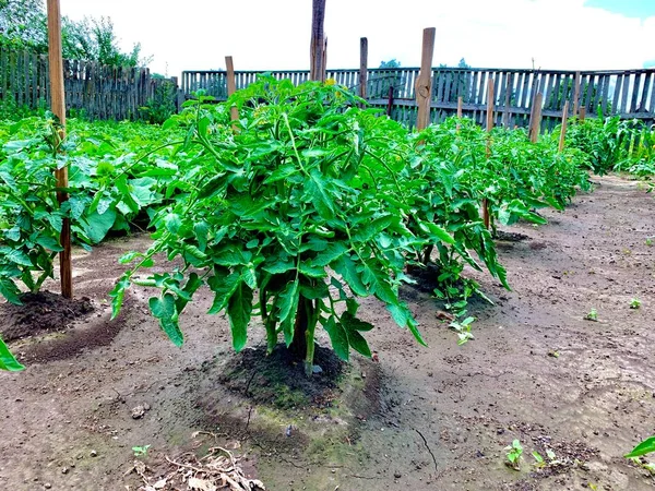 정원에서 토마토를 기르고 있습니다 토마토 덤불들이 줄지어 있습니다 — 스톡 사진