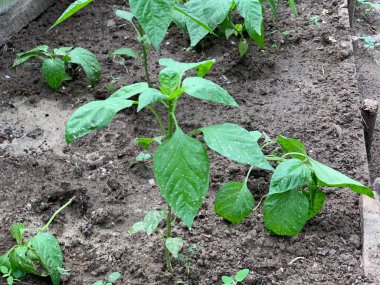 Biber tohumları bir serada yetişir. Büyüyen biber.