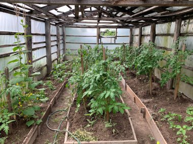 Domatesler bahçe yatağında yetişir. Domates yetiştiriyorum. Domates çalıları.