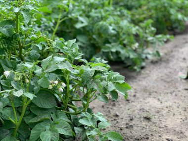Patates çalıları toprakta yetişir. Bulanık arkaplan.