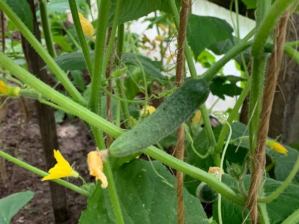 Cultivando Pepinos Pepino Joven Crece Una Rama — Foto de Stock