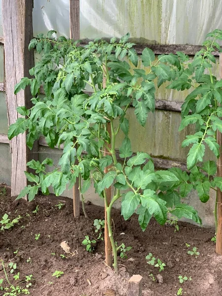 Pomodori Crescono Nel Letto Del Giardino Coltivare Pomodori Cespugli Pomodoro — Foto Stock