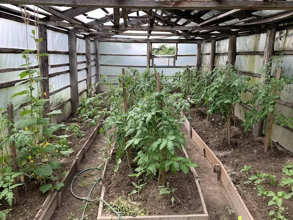 토마토는 정원의 침대에서 자란다 토마토 토마토 나무숲 — 스톡 사진