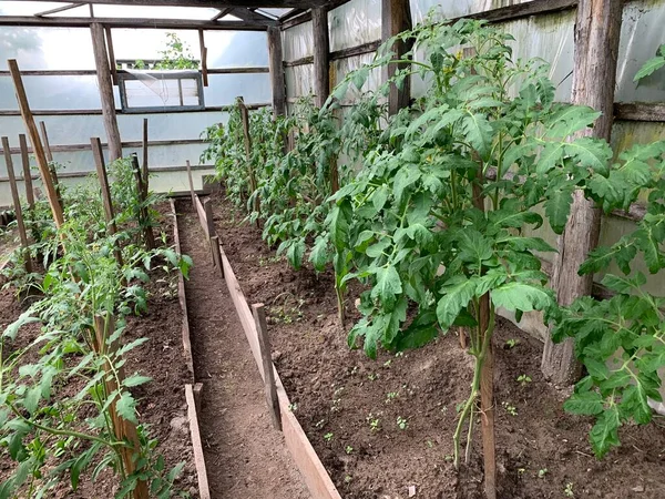 토마토는 정원의 침대에서 자란다 토마토 토마토 나무숲 — 스톡 사진