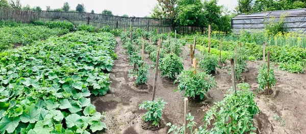 도마도 채소들 정원에서 자란다 — 스톡 사진