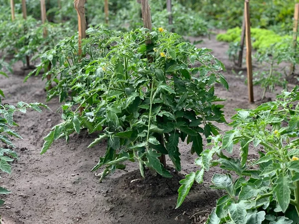 Tomater Växer Trädgården Sängen Odlar Tomater Tomatbuskar — Stockfoto