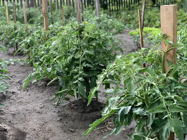 Tomater Växer Trädgården Sängen Odlar Tomater Tomatbuskar — Stockfoto