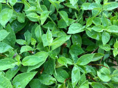 Yeşil yasemin yapraklarının arkaplanı.