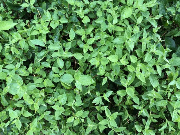 Background Green Jasmine Leaves — Stock Photo, Image